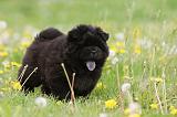 CHOW CHOW 480